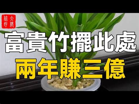 貓 富貴竹|6種過年常見盆栽「毛孩誤食恐中毒」 富貴竹、水仙都。